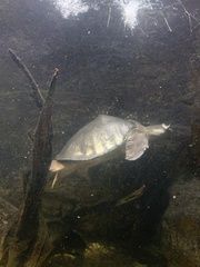 Carettochelys insculpta