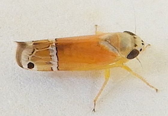 Sanctanus orbiculatus