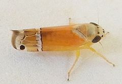 Sanctanus orbiculatus