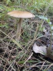 Amanita fulva