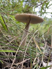 Amanita fulva