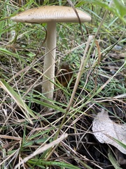 Amanita fulva