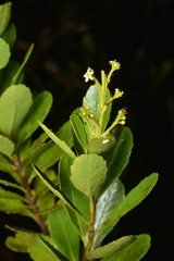 Peripterygia marginata