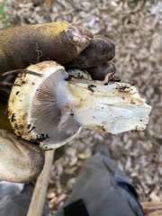 Cortinarius ponderosus