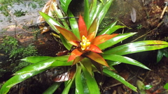 Guzmania lingulata
