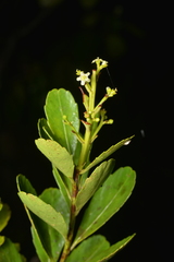 Peripterygia marginata