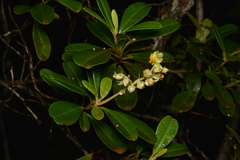 Hibbertia vieillardii