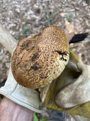Cortinarius ponderosus