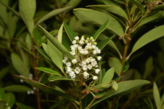 Notelaea austrocaledonica