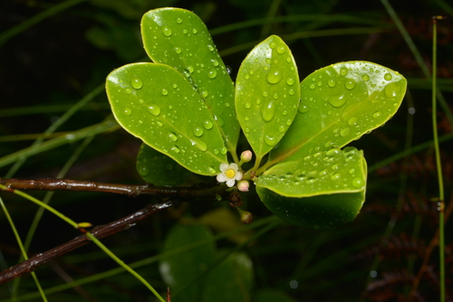Goaya (Ilex sebertii)