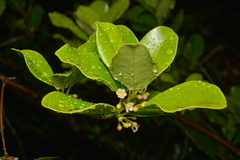 Ilex sebertii
