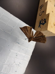 Lepidoptera