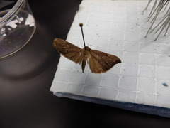 Lepidoptera