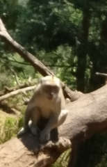Macaca fascicularis