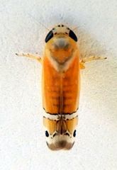 Sanctanus orbiculatus