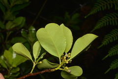 Ilex sebertii