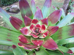 Vriesea philippocoburgi