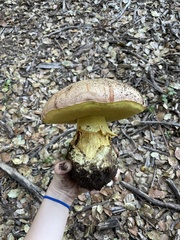 Butyriboletus persolidus