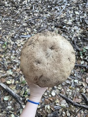 Butyriboletus persolidus