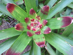 Vriesea philippocoburgi