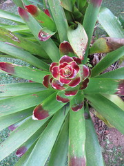 Vriesea philippocoburgi