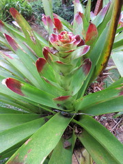 Vriesea philippocoburgi