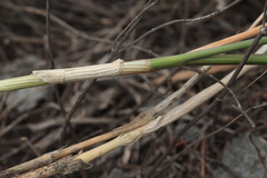 Allium clathratum