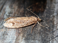 Lysiphragma epixyla