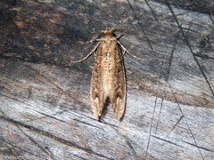 Lysiphragma epixyla