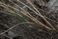 Allium clathratum