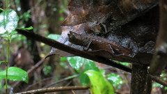 Brookesia