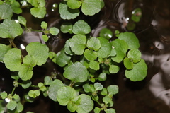 Chrysosplenium americanum