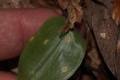 Uromyces halstedii