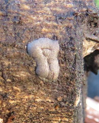 Dictydiaethalium plumbeum