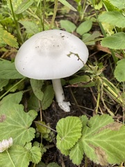 Leucoagaricus leucothites
