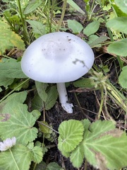 Leucoagaricus leucothites