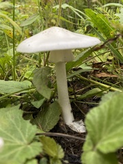 Leucoagaricus leucothites