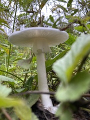 Leucoagaricus leucothites