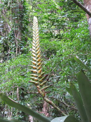 Vriesea bituminosa