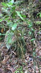 Xanthomixis zosterops