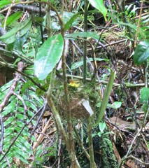 Xanthomixis zosterops