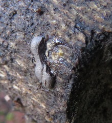 Dictydiaethalium plumbeum