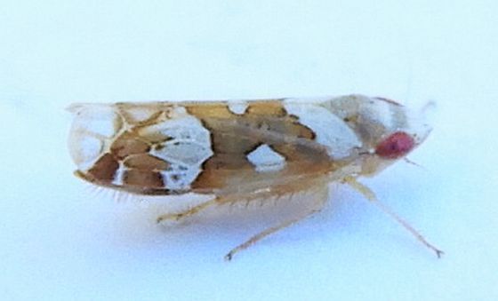 Sanctanus balli