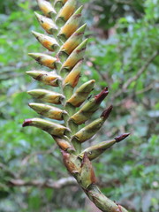 Vriesea bituminosa