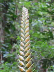 Vriesea bituminosa