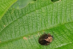 Cyrtonota
