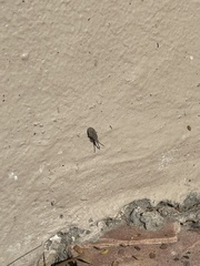 Scolopocerus secundarius