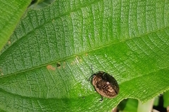 Cyrtonota