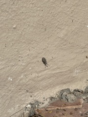 Scolopocerus secundarius