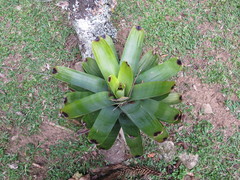 Vriesea bituminosa
